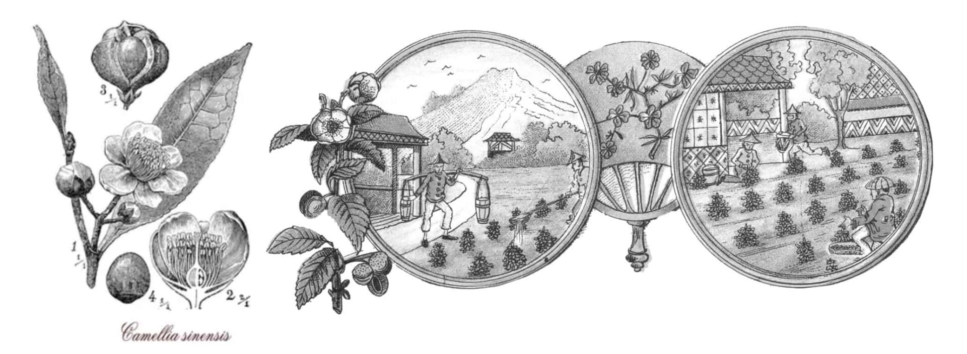 Nos théiers centenaires