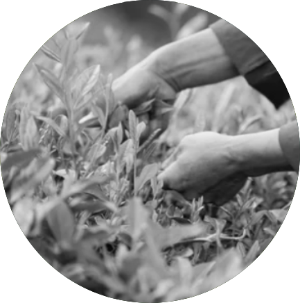 La Promesse d’un Thé d’Excellence 